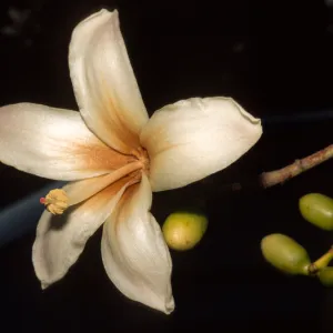 Ceiba insignis, Santa Barbara Zoo