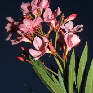 Nerium oleander, San Rafael