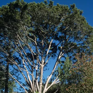 Cupressus guadalupensis var. forbesii
