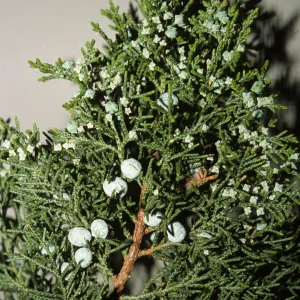 Juniperus californica