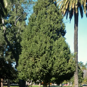 Juniperus chinensis