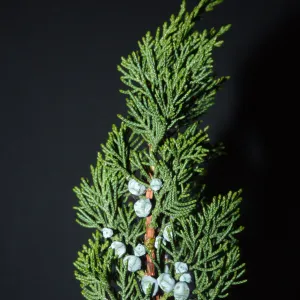 Juniperus chinensis