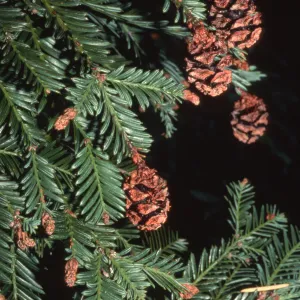 Sequoia sempervirens (Coast Redwood)