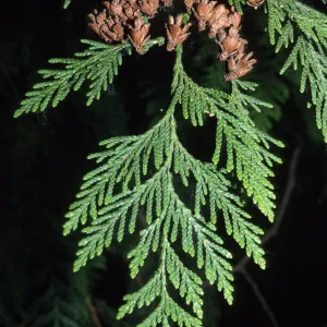 Thuja plicata