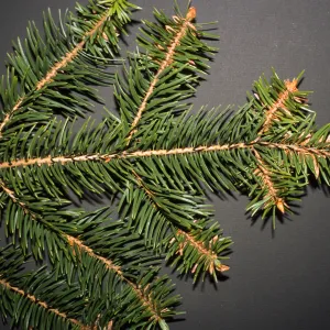 Abies bracteata, SBBG