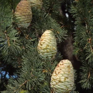 Cedrus deodara