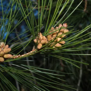 Pinus attenuata