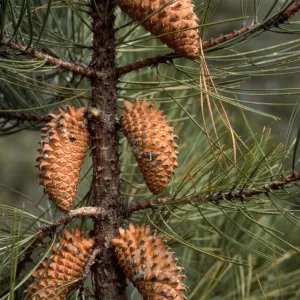 Pinus attenuata