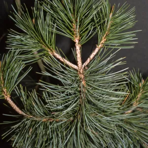 Pinus cembroides, Franceschi Park