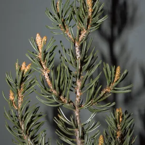 Pinus edulis, SBBG