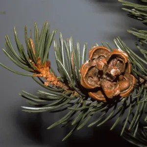 Pinus edulis, SBBG