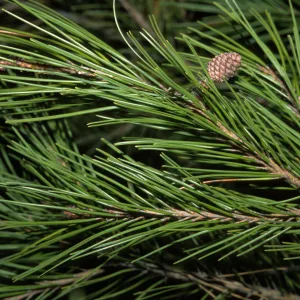 Pinus halepensis