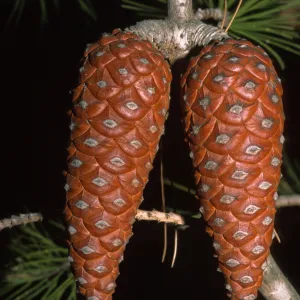 Pinus halepensis