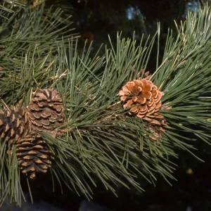 Pinus thunbergii