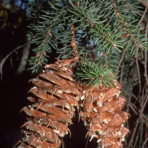 Pseudotsuga macrocarpa