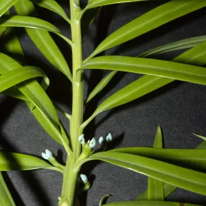 Podocarpus henkelii