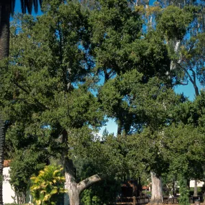 Podocarpus totara