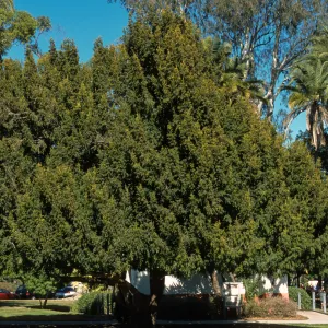 Taxus baccata