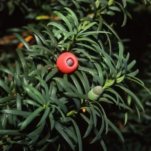 Taxus baccata 'Stricta'