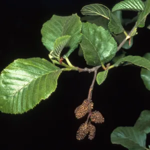 Alnus rhombifolia