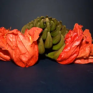 Spathodea campanulata