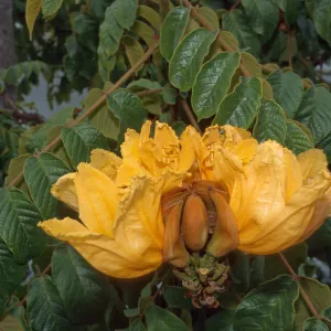 Trees of Santa Barbara 2005