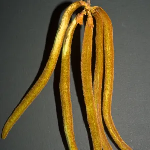 Tabebuia chrysotricha