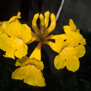 Tabebuia chrysotricha