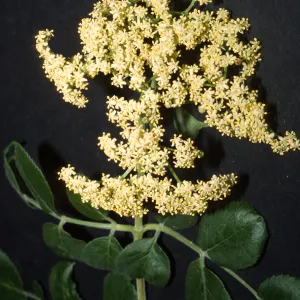 Sambucus mexicana