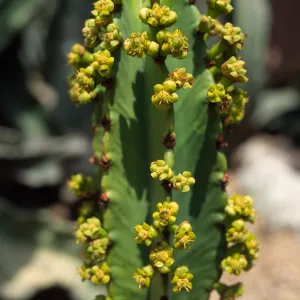 Euphorbia ingens