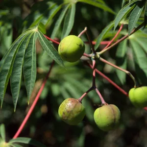 Manihot carthaginensis