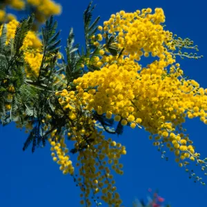 Acacia decurrens