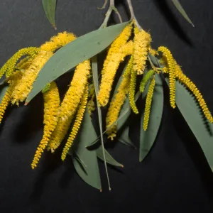 Acacia binervia