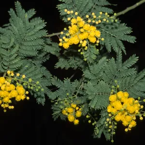 Acacia decurrens