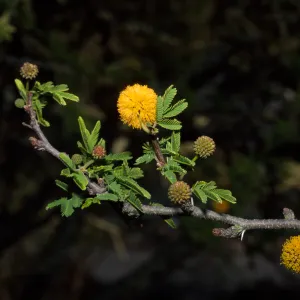 Acacia farnesiana