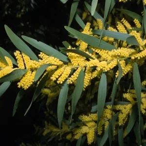 Acacia longifolia