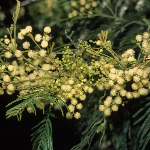 acacia mearnsii