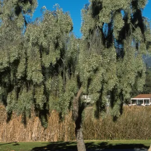 Acacia pendula