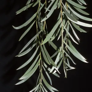 Acacia pendula