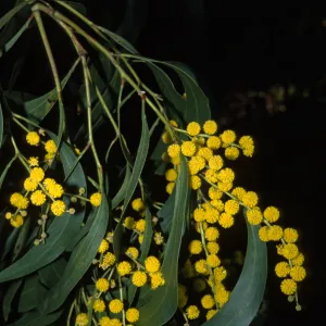 Acacia pycnantha