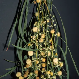 Acacia stenophylla