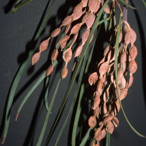 Acacia stenophylla