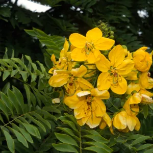 Cassia leptophylla