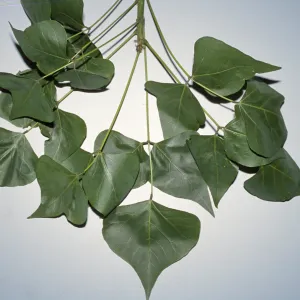 Erythrina coralloides