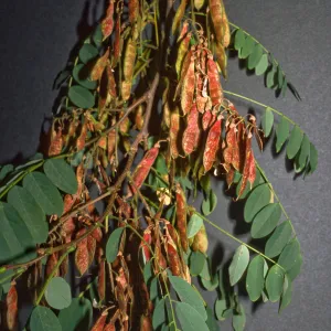 Robinia pseudoacacia