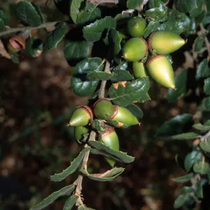 Quercus agrifolia (Coastal Live Oak)