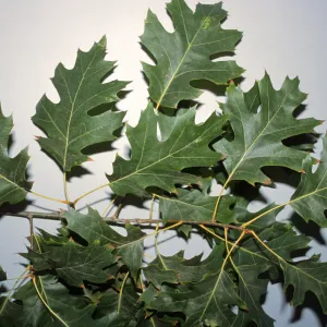 Quercus rubra
