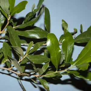 Quercus virginiana