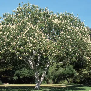 Aesculus californica