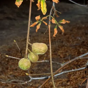 Aesculus californica